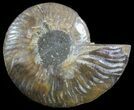 Polished Ammonite Fossil (Half) - Agatized #51781-1